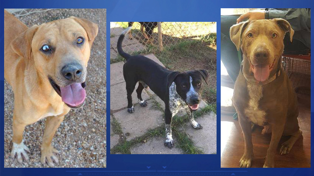 Due to high capacity, Bastrop animal shelter offering low adoption fees